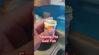 Given The 🐟 Fisheys Flakes fish goldfish vlogger [upl. by Olocin]