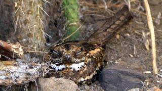 Slendertailed Nightjar [upl. by Isej]