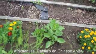 Toms Moestuin 2016  34  DEEL 2 Overzicht  De Moestuin Hater [upl. by Snider806]