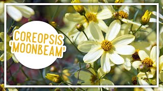 Plant of the Week Coreopsis Moonbeam [upl. by Yenobe674]