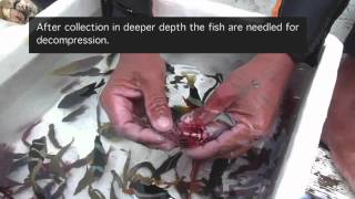 Aquarium Fishery Methods in the Philippines [upl. by Aidnama]