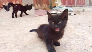 Orphaned kittens eagerly await my daily visit after losing their mother [upl. by Tristas]