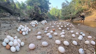 oh amazing pick a lot of eggs on the hive near waterfront pick by best hand [upl. by Ttsepmet174]