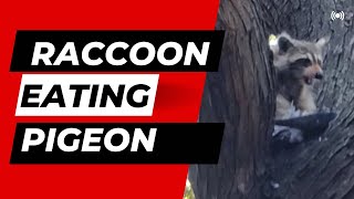 RACCOON is Eating Pigeon in Central Park [upl. by Bathulda456]