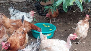 👉Elimina TODOS los PARASITOS de tus GALLINAS sin gastar 1 peso❗️Comprobado ✅️ [upl. by Ardnua]