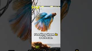 Betta Fish 101 Everything You Need to Know [upl. by Benedic]