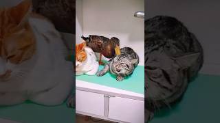 FUNNY CAT AND DUCK 🦆😺 cat funnypet funny laughoutloudcats catvideos cute funnyanimals pets [upl. by Johppa]