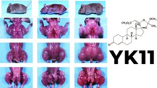 YK11 Myostatin Inhibitor – Increased Follistatin Results amp Side Effects [upl. by Aihsik]