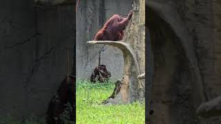 紅毛猩猩Bornean OrangutanTaipei Zoo [upl. by Jakob]