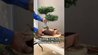 Styling Tips for Repotting Your Bonsai bonsai bonsaitree design tips gardening plants shorts [upl. by Ty312]