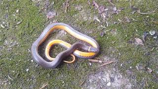 Northern Ringneck Snake  April 2024 [upl. by Amsirak190]