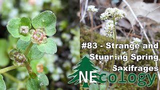 NEcology 83  Strange and Stunning Spring Saxifrages [upl. by Cicely438]