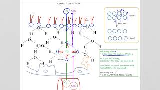 282 Why do your lungs need surfactant and how do we test for lung surfactant [upl. by Rodnas367]