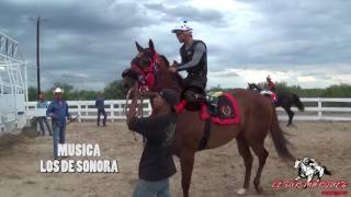 CORRIDO DE EL CAMELLO VS LA ARAÑA [upl. by Nehtan]