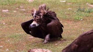 Eurasian Black Vulture Aegypius monachus aggresive walk [upl. by Benjie]