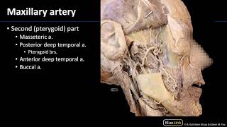 Infratemporal Fossa  Vasculature [upl. by Soane251]