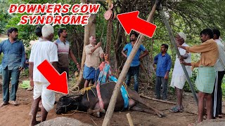 Downers cow Syndrome treatment in She Buffalo [upl. by Gomez]