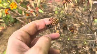 Vlog 2 octobre 2024 semis plantation taille amendement au jardin [upl. by Bunde]