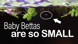 How to Raise TINY Baby Bettas [upl. by Lahsiv]