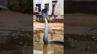 कोबरा साँप की फुफकार 😱😱 snakerescue viral cobrarescue [upl. by Kele]