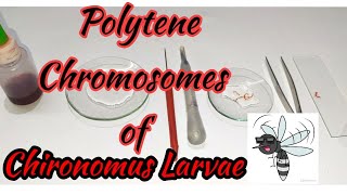 Study of Polytene chromosomes  Chironomus larvae  Chironomus plumosus  Zoology Practical [upl. by Hsara]