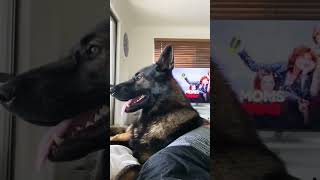 what happens when you adopt a retired police dog [upl. by Lein]