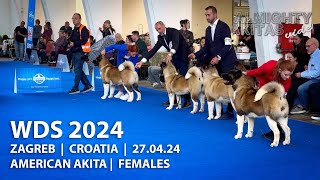 WDS2024  FEMALES  AMERICAN AKITA  ZAGREB  CROATIA  270424 [upl. by Nnaassilem]