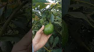 para la floración viralvideo aguacate agriculture plantas frutos aguacatelover fruit [upl. by Berneta]