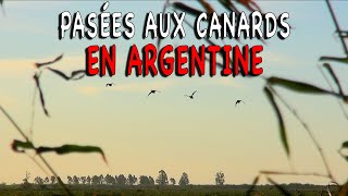 Canards en Argentine [upl. by Nnyrat690]