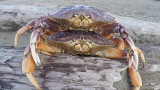 Catch n’ Cook Double Dungeness Crabs on the Beach  Caught by Hand in the Shallow Surf [upl. by Aletsirc]