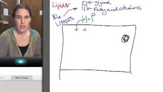 Popular Classic Sp13 Lipid digestion [upl. by Nahsab68]