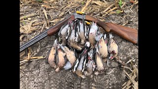 Mixed Bag Dove Hunt with the 20ga [upl. by Ainud714]