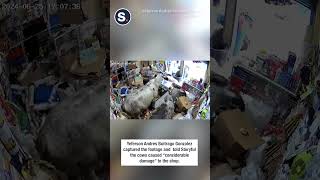 Security Video Captures Cows Destroying Store in Colombia [upl. by Esirahc]