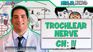 Neurology  Trochlear Nerve Cranial Nerve IV [upl. by Scoville]