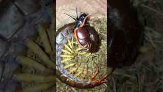 Laoticus giant centipede Scolopendra laos feeding black cricket [upl. by Mcdowell]