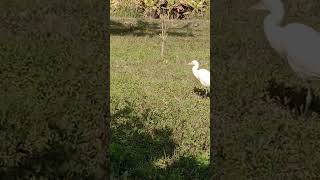 WILL BIRDS nature villagelife eatingants wheatfields eatingbugs wheatfield farming [upl. by Hillinck]