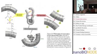 Biophysics 401 Lecture 9 Protein Folding [upl. by Nylannej]