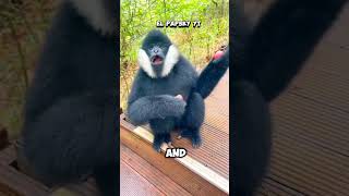 quotGibbons The Swinging Stars of the Junglequot shorts animals gibbon facts [upl. by Ayenet]