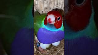 Gouldian Finch Erythrura gouldiae [upl. by Aelram]