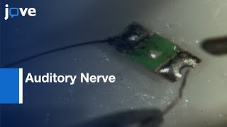 Optogenetic Stimulation of the Auditory Nerve  Protocol Preview [upl. by Swanhilda]