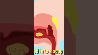 Fun Digestive System Song for Kids Small intestines [upl. by Hinch]