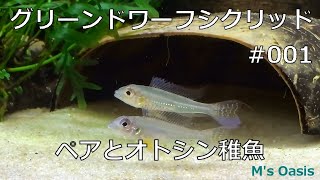 グリーンドワーフシクリッド 001 ペアとオトシン稚魚 A pair of Biotoecus opercularis [upl. by Oly]