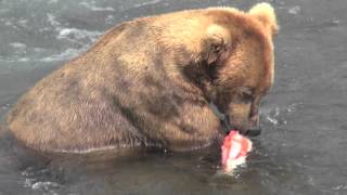 Alaska grizzly bear eating salmon [upl. by Airasor]