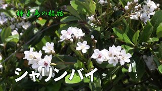 シャリンバイ 春のころ枝先に円錐花序を出し芳香性のある白い花を多数咲かせた開花風景令和4年～種子島の植物 [upl. by Aniretake]