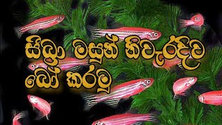 zebra fish breeding sinhala [upl. by Columbus]