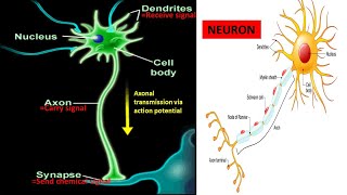 The Action Potential firing of a Neuron brain cell described by Psychology Prof Bruce Hinrichs [upl. by Halac]