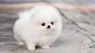 Schattige Pommeren PuppyS Video Compilatie  3  Schattigste en Grappige Honden [upl. by Odom]