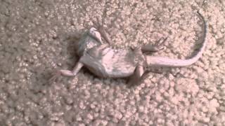 Dead bearded dragon [upl. by Jak500]