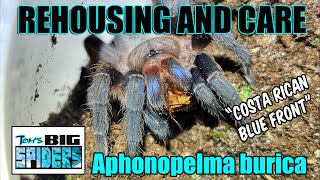 Aphonopelma burica quotCosta Rican Blue Frontquot Rehouse and Care [upl. by Gavriella862]