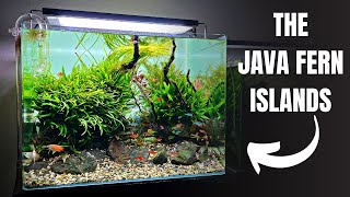 Aquascape Tutorial HONEY GOURAMI Community Aquarium How To Step By Step Planted Tank Build Guide [upl. by Ramses943]